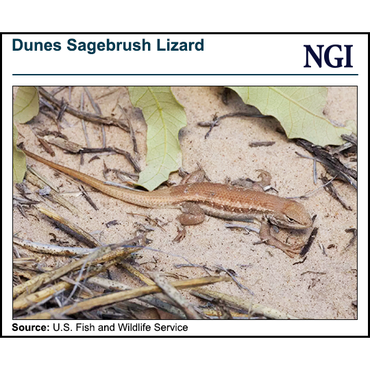 dunes-sagebrush-lizard-20230705